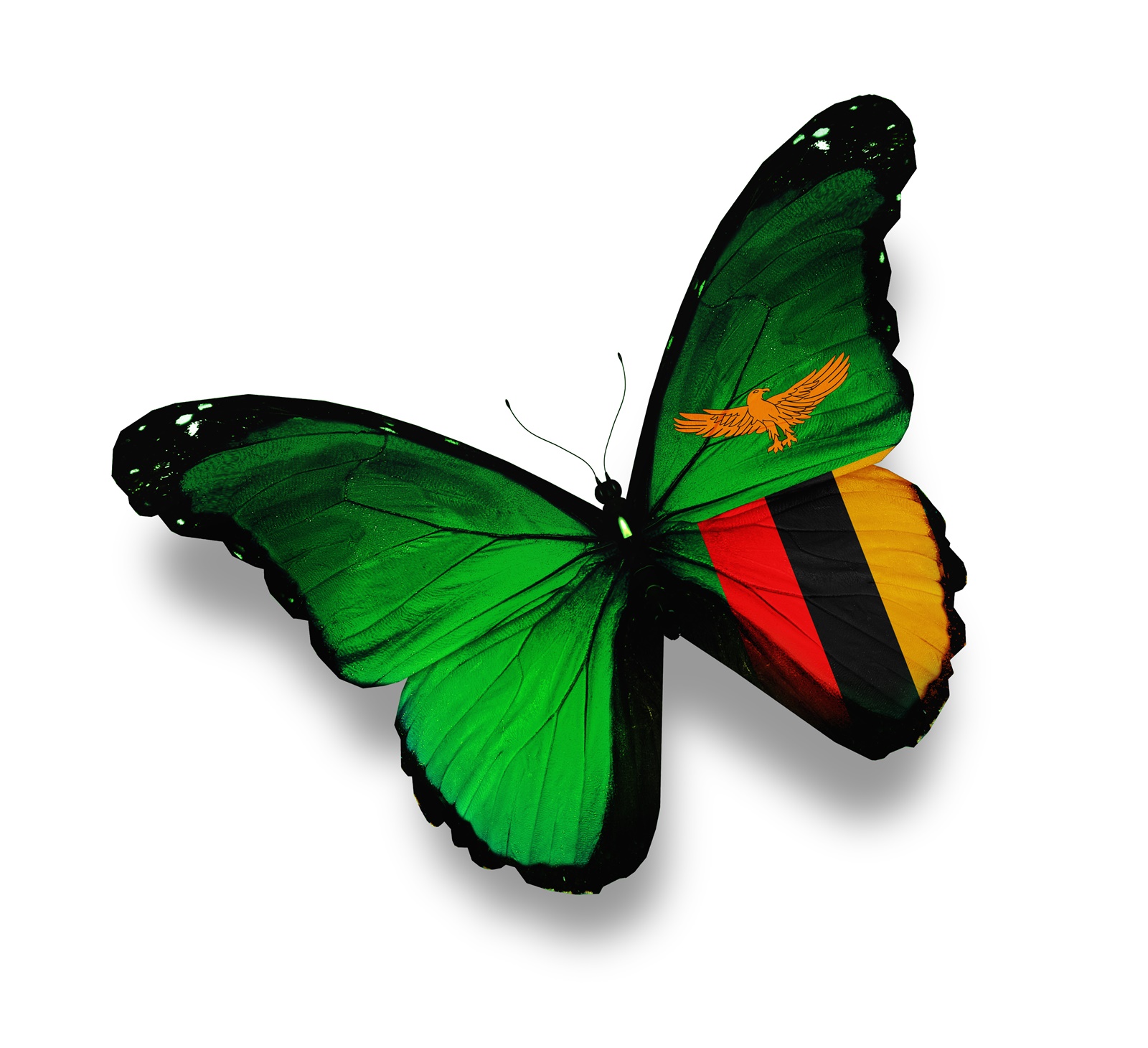 Butterfly Flag b – Zambia Department of Immigration